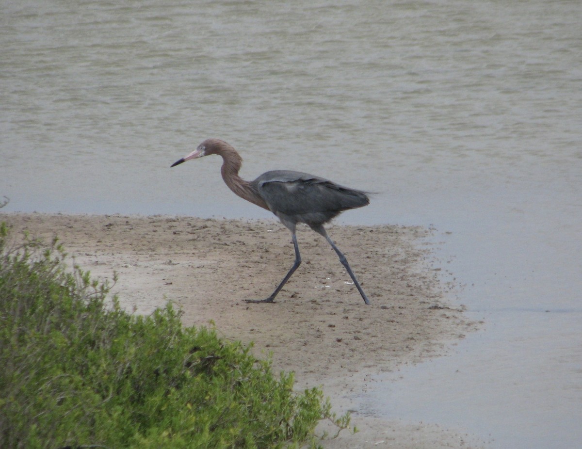 Reddish Egret - Cristina Monita