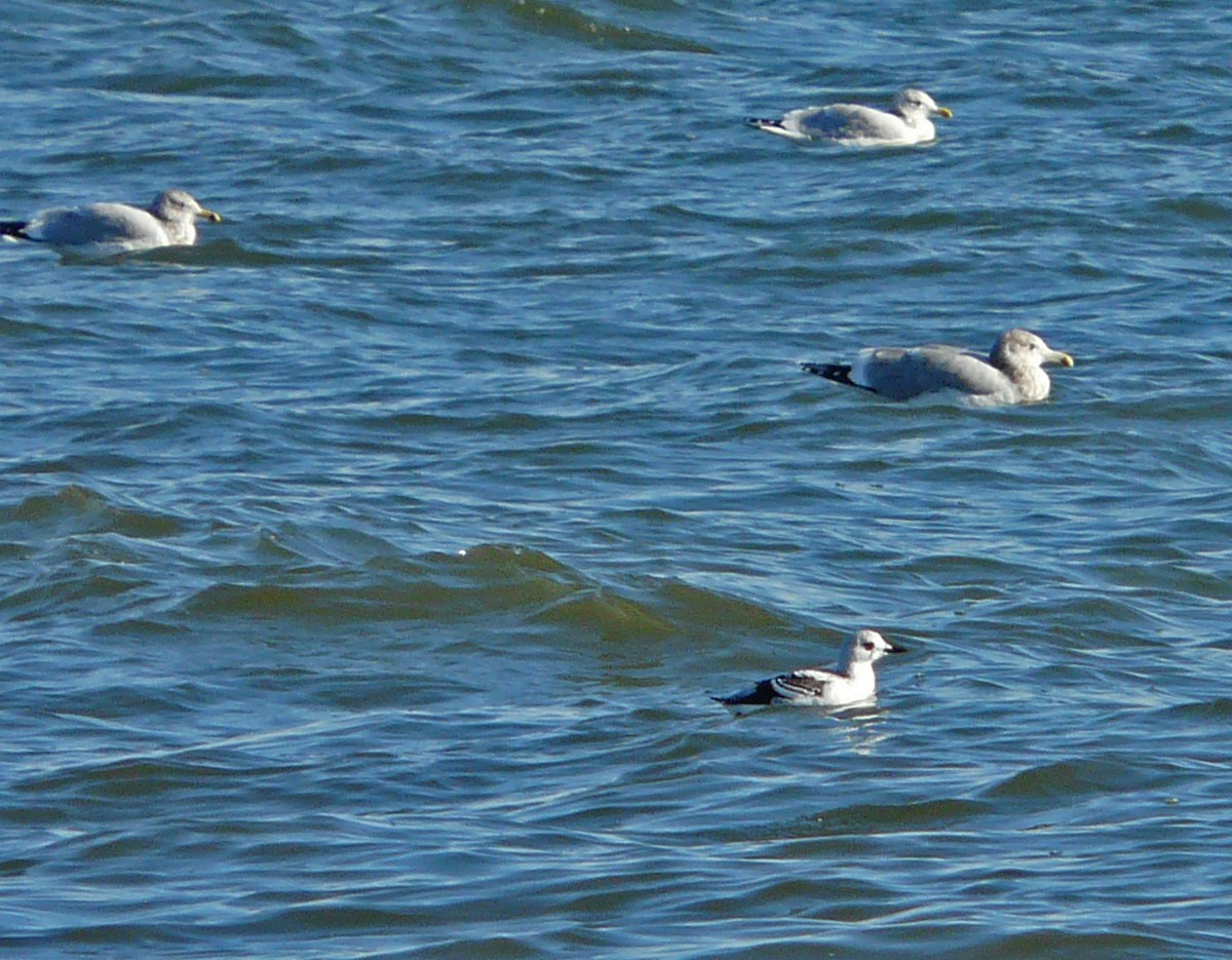 Black Guillemot - ML51245441