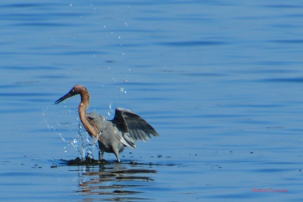 Reddish Egret - ML512456461