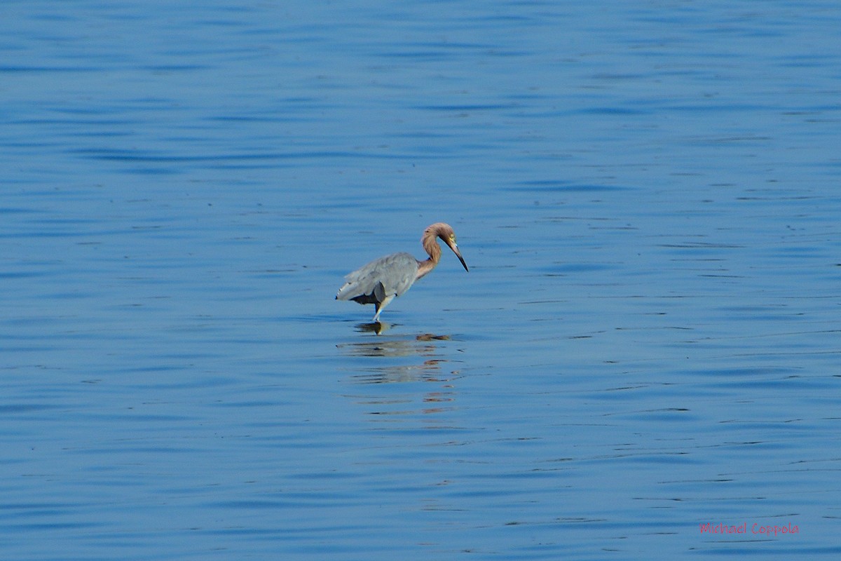 Reddish Egret - ML512456471