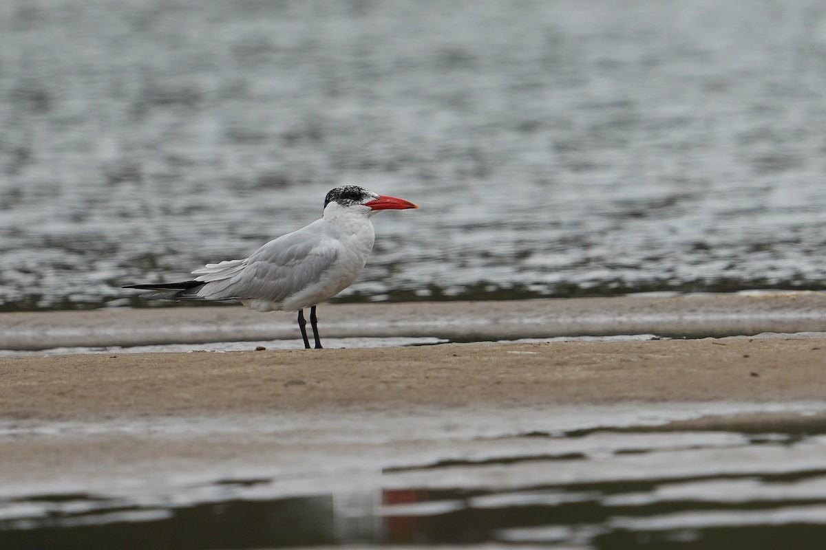 Caspian Tern - ML512457481