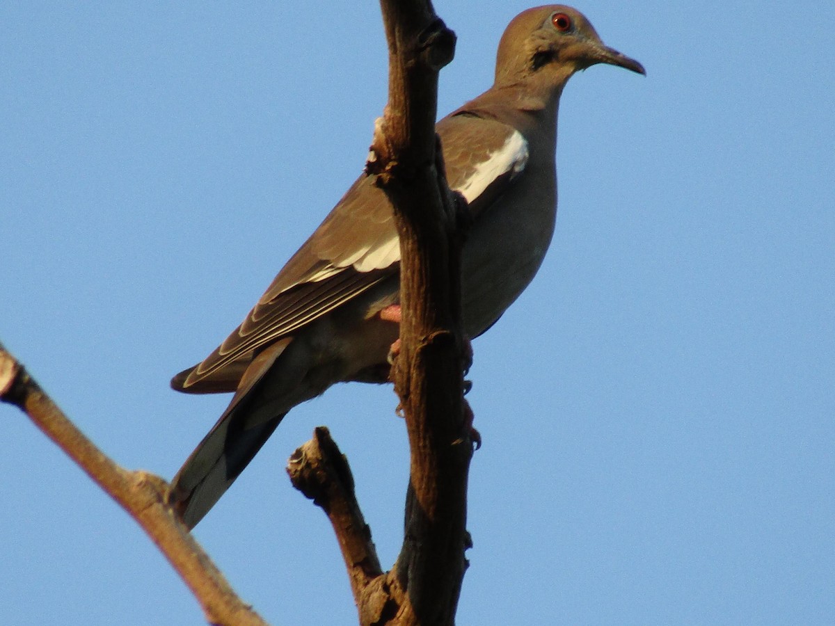 White-winged Dove - ML512460161