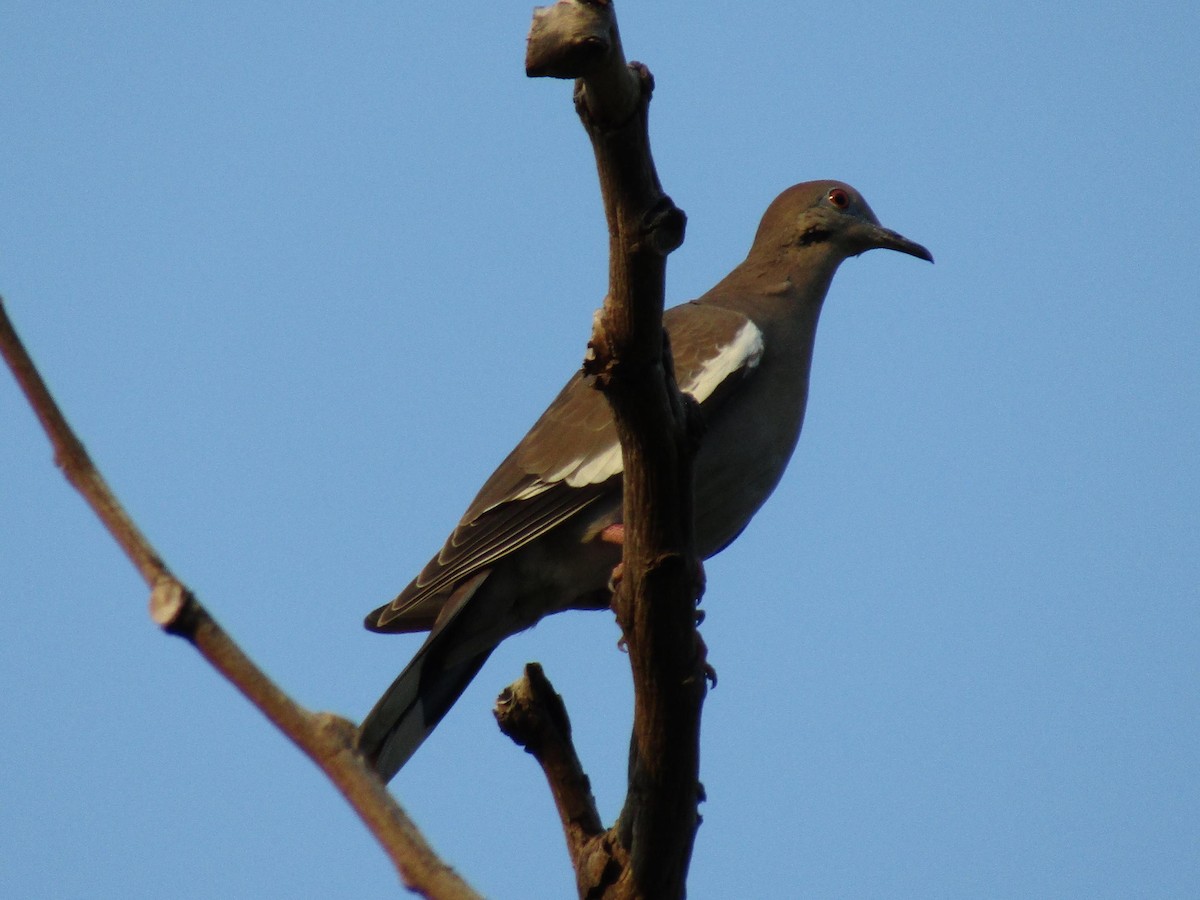White-winged Dove - ML512460201