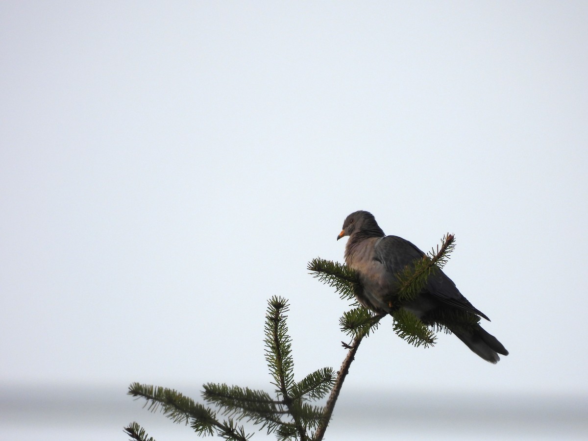 Band-tailed Pigeon - ML512461451