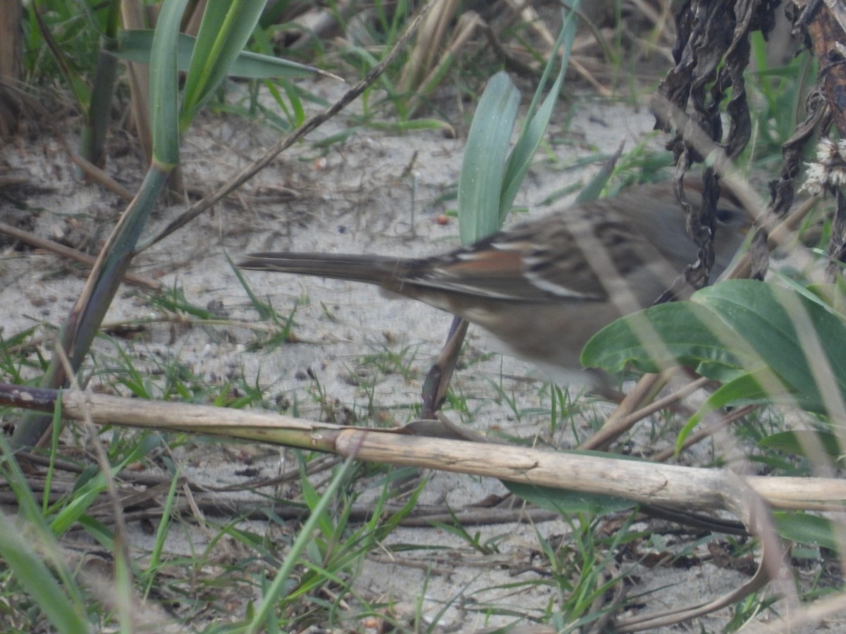 White-crowned Sparrow - ML512461791