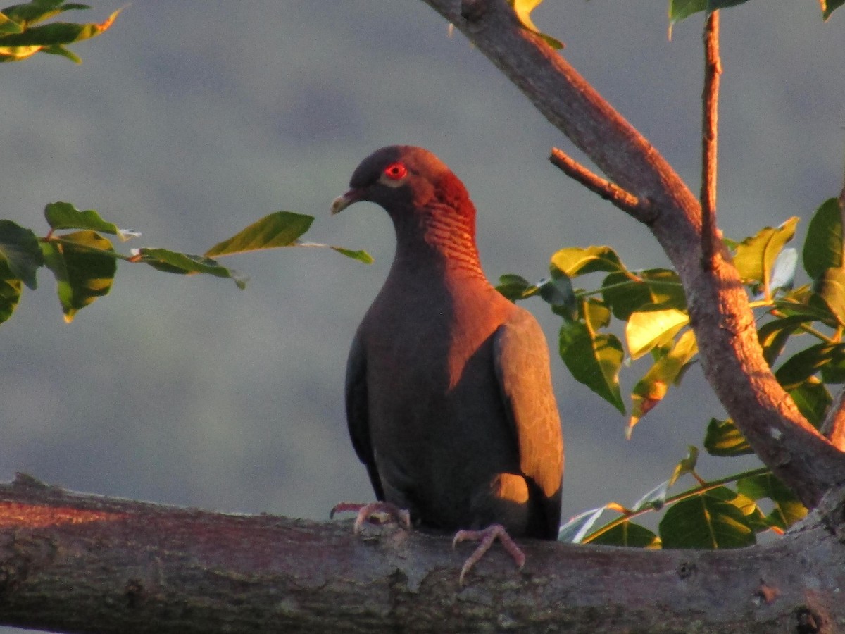Scaly-naped Pigeon - ML512462251