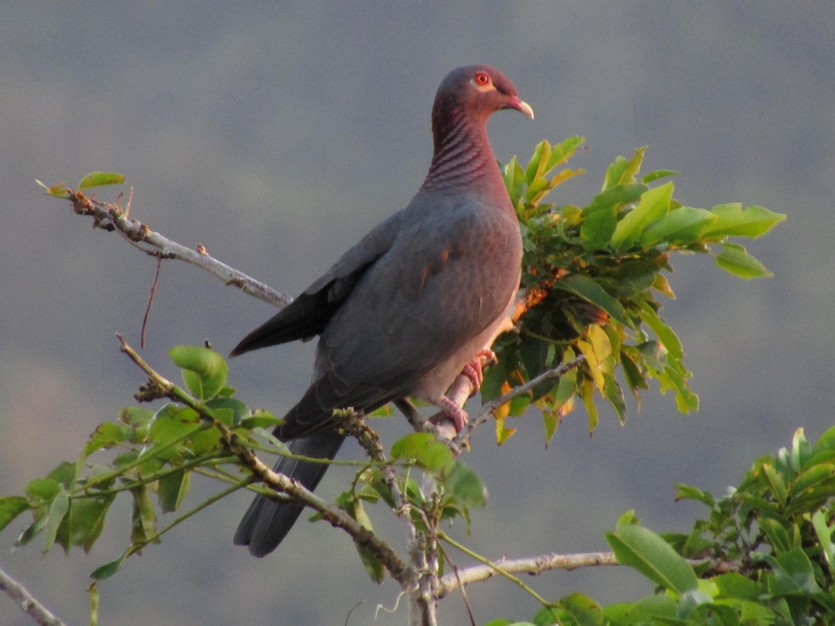 Scaly-naped Pigeon - ML512462281