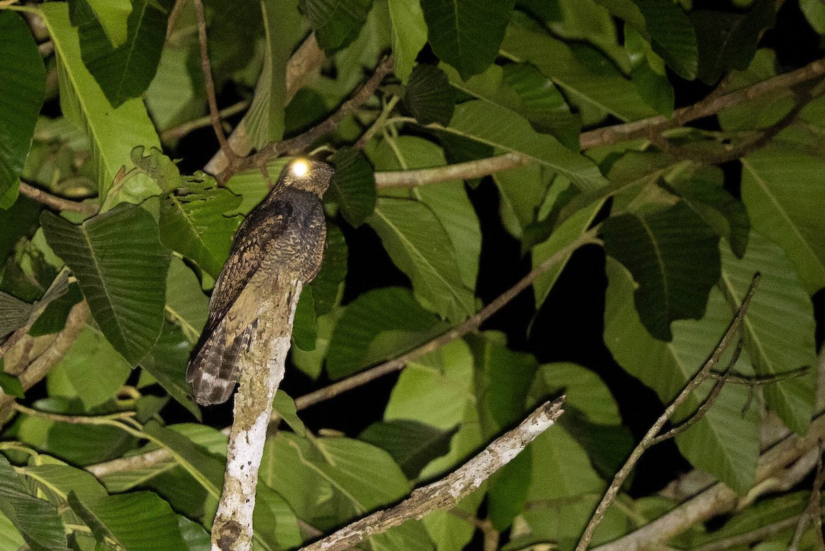 Large-tailed Nightjar - ML512463281