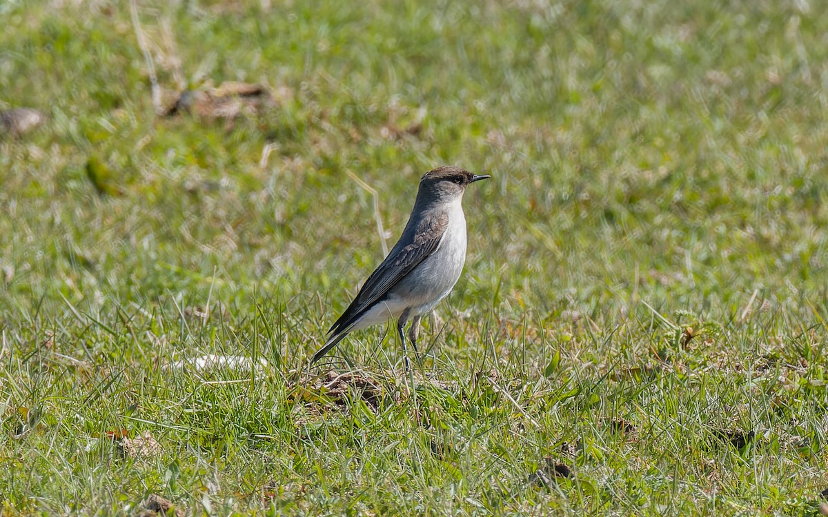 Dark-faced Ground-Tyrant - ML512464181