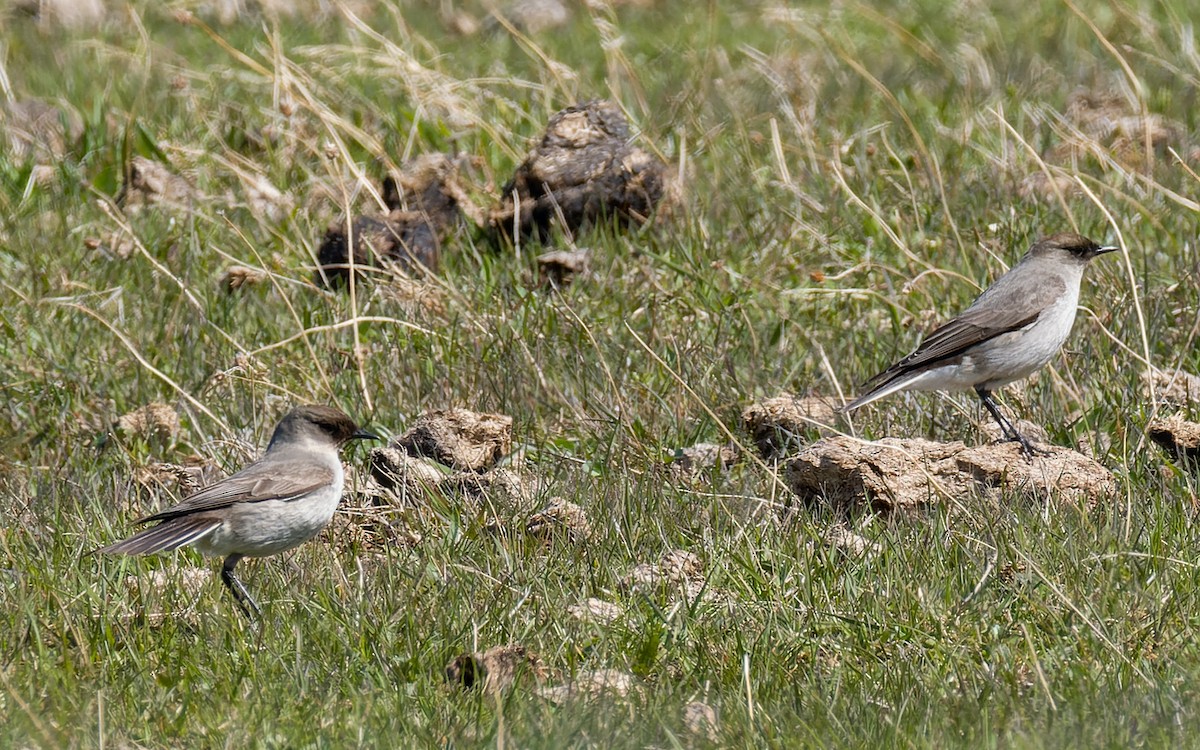 Dark-faced Ground-Tyrant - ML512464191