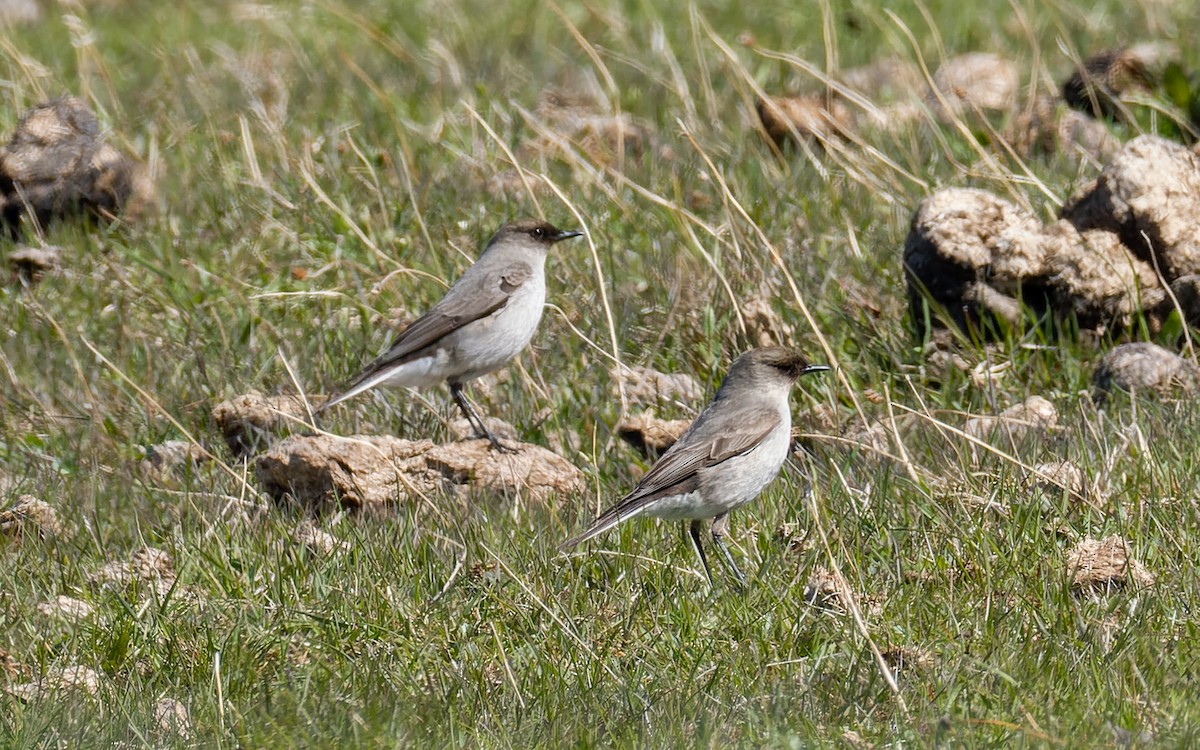 Dark-faced Ground-Tyrant - ML512464201