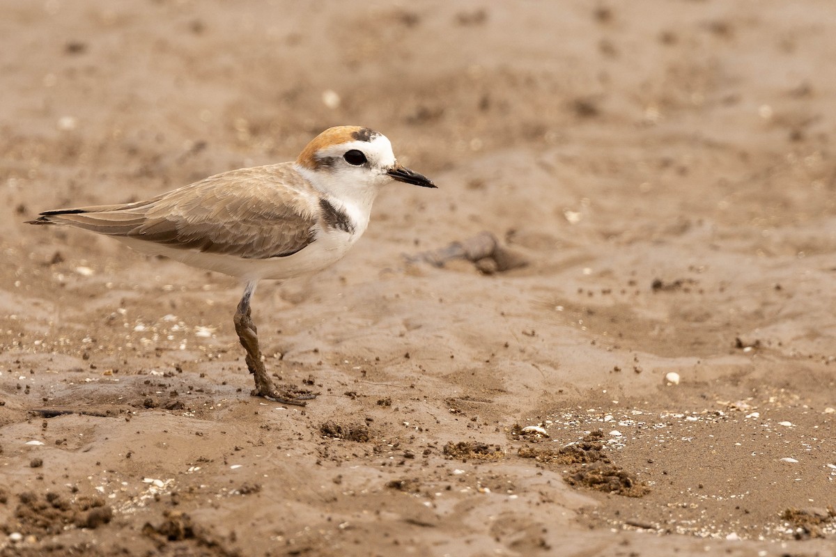 White-faced Plover - ML512464301