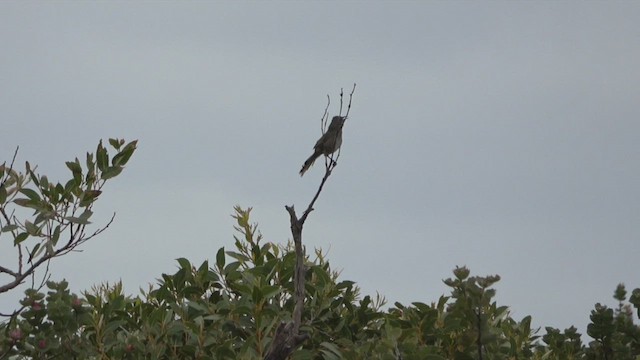 Western Whipbird - ML512464831