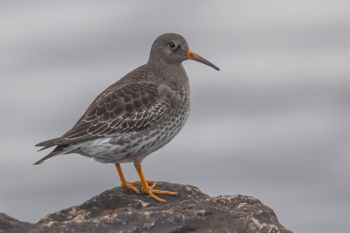 Purple Sandpiper - County Lister Brendan