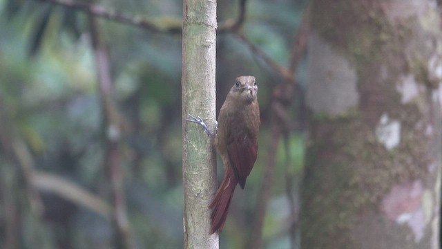 Plain-brown Woodcreeper - ML512465471