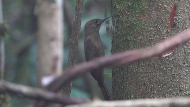 Plain-brown Woodcreeper - ML512465551