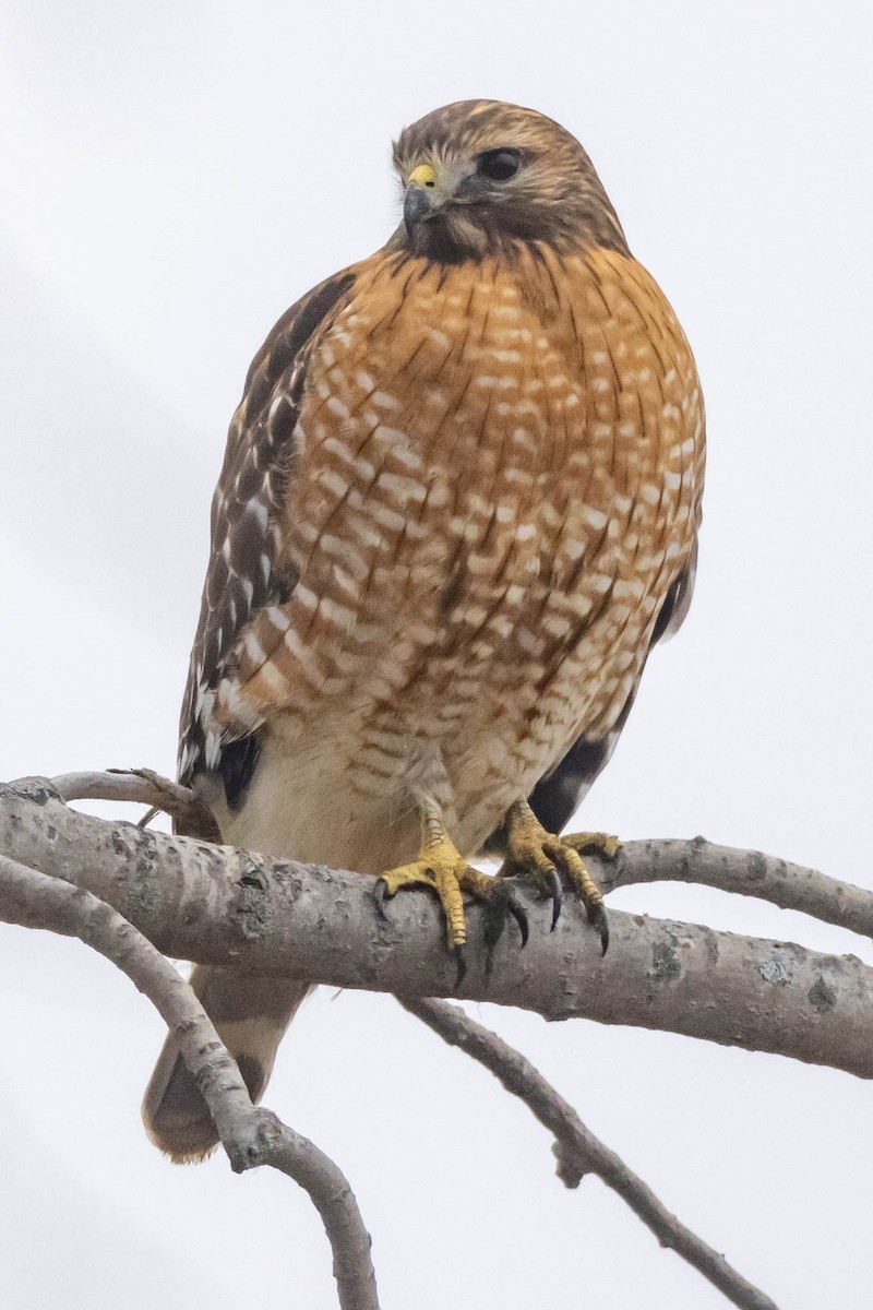 Red-shouldered Hawk - ML512465861