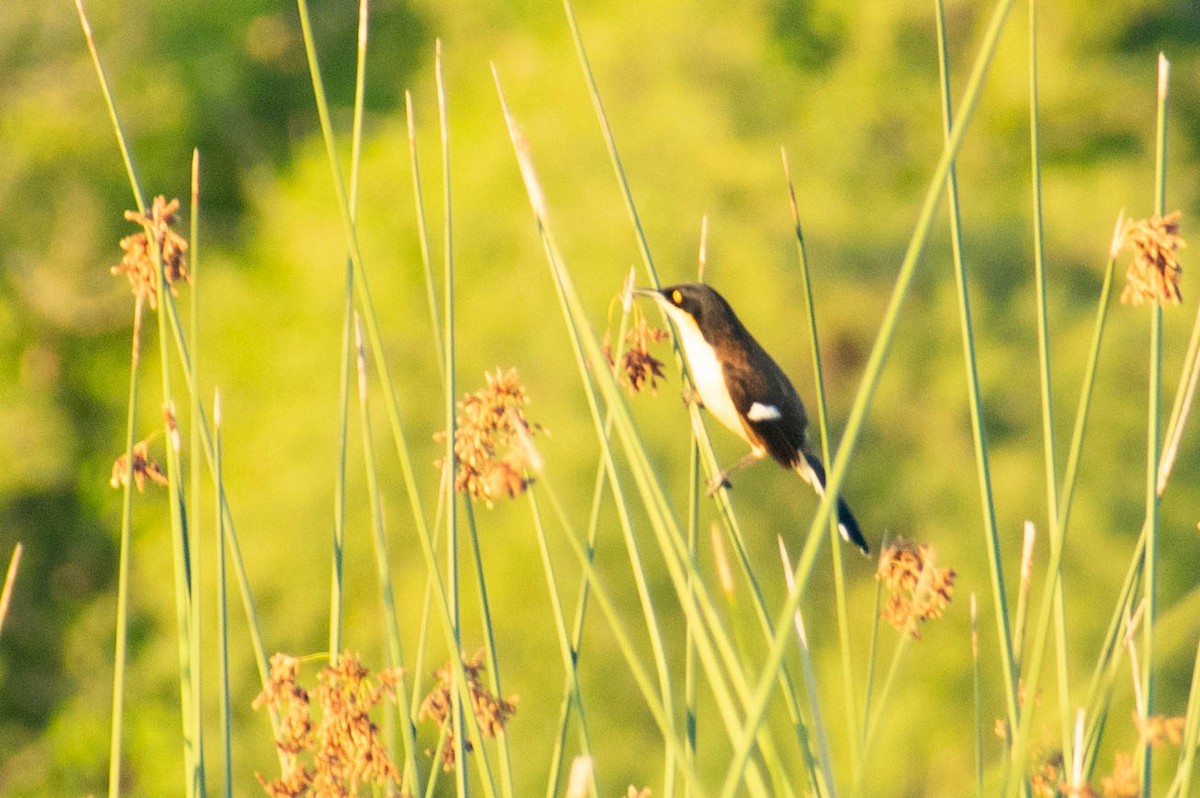 Black-capped Donacobius - ML512466821