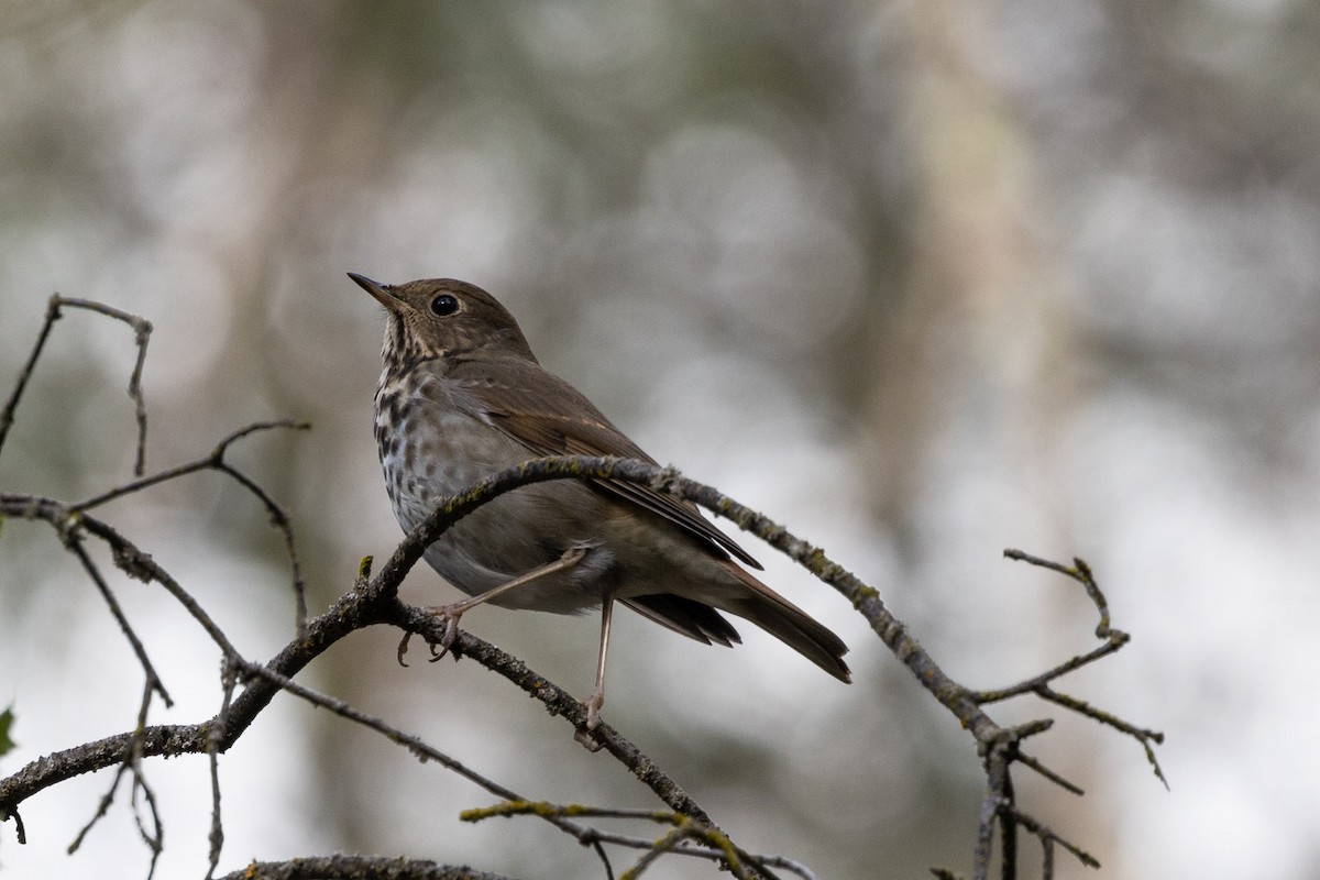 Hermit Thrush - Kees de Mooy