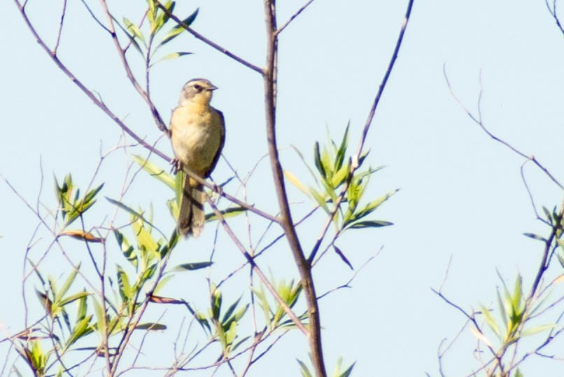 Long-tailed Reed Finch - ML512467131