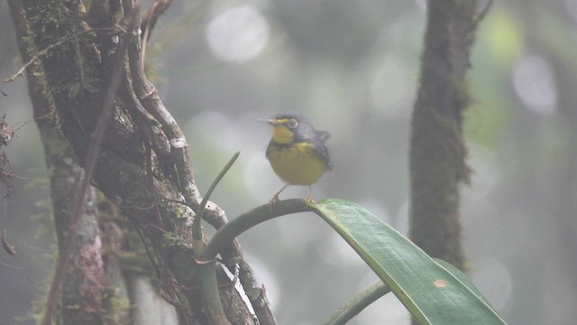 Canada Warbler - ML512467671