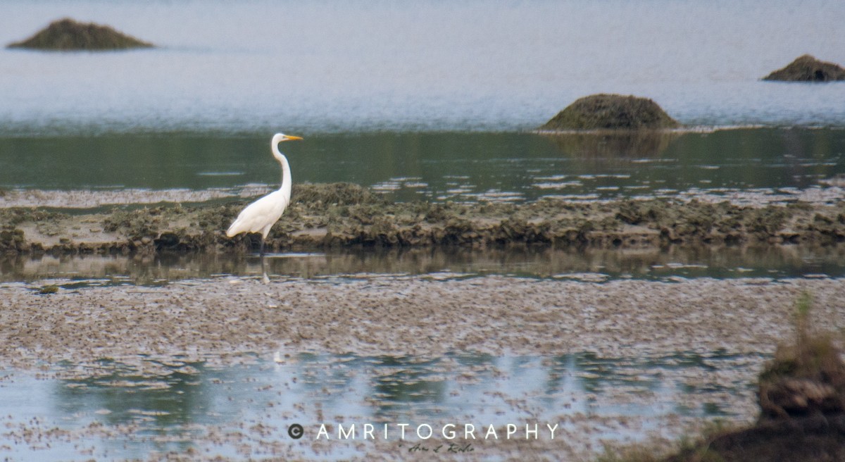 Great Egret - ML512468641