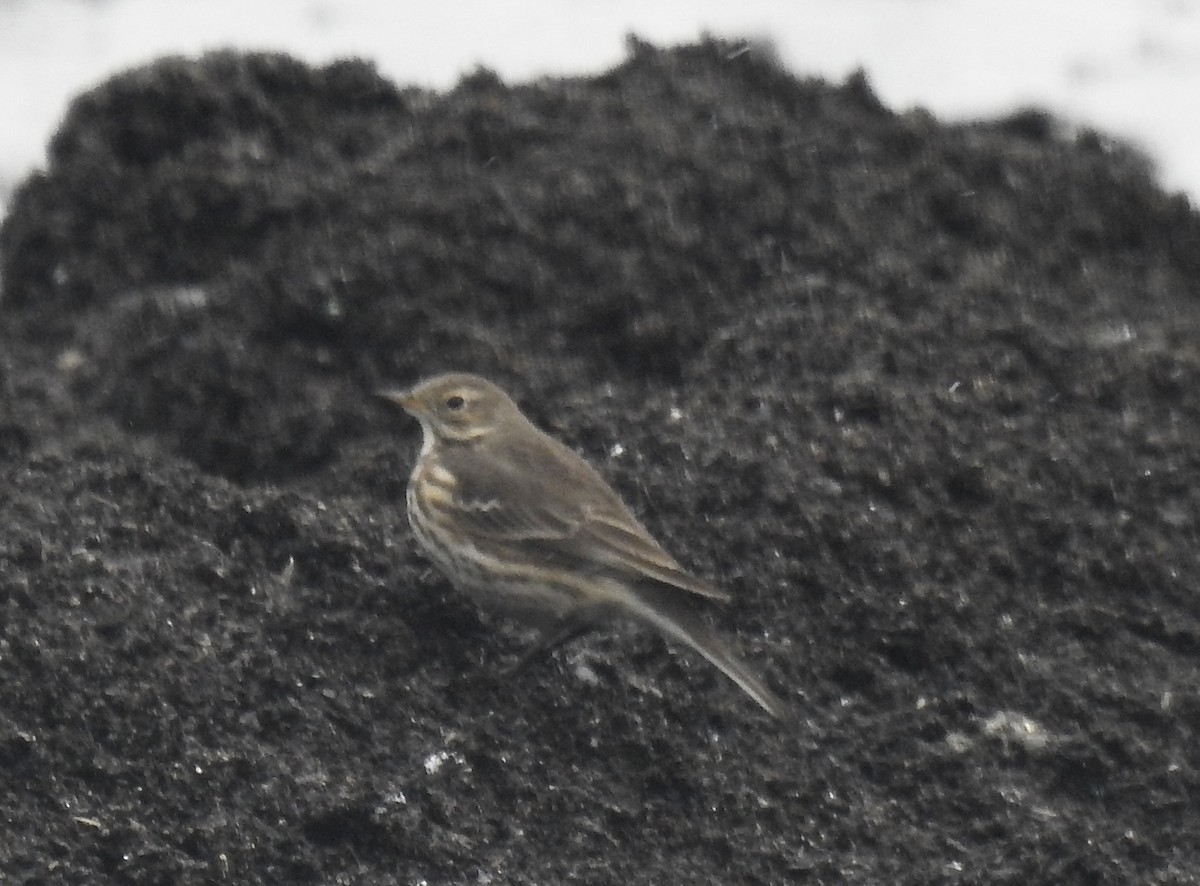 American Pipit - ML512468721