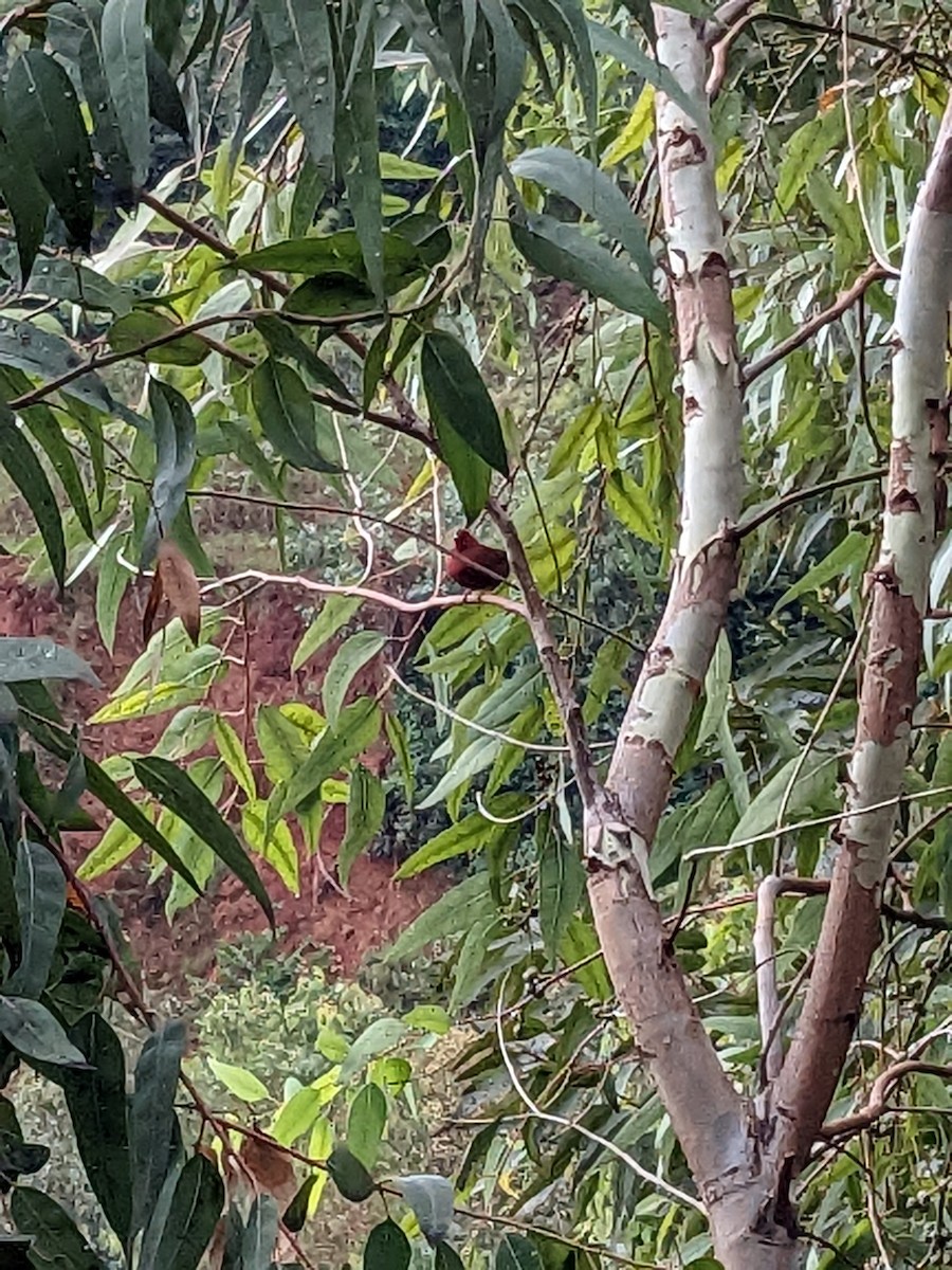 firefinch sp. - Raphaël Nussbaumer