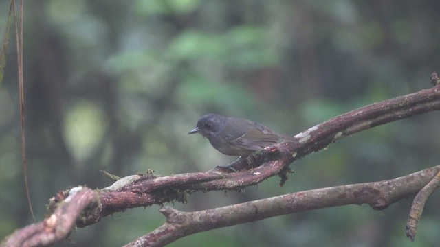 Spot-winged Antbird - ML512469791