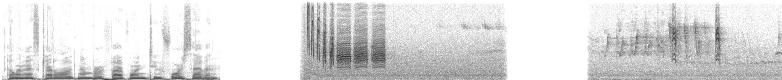 Schwarzkopfmeise - ML51247