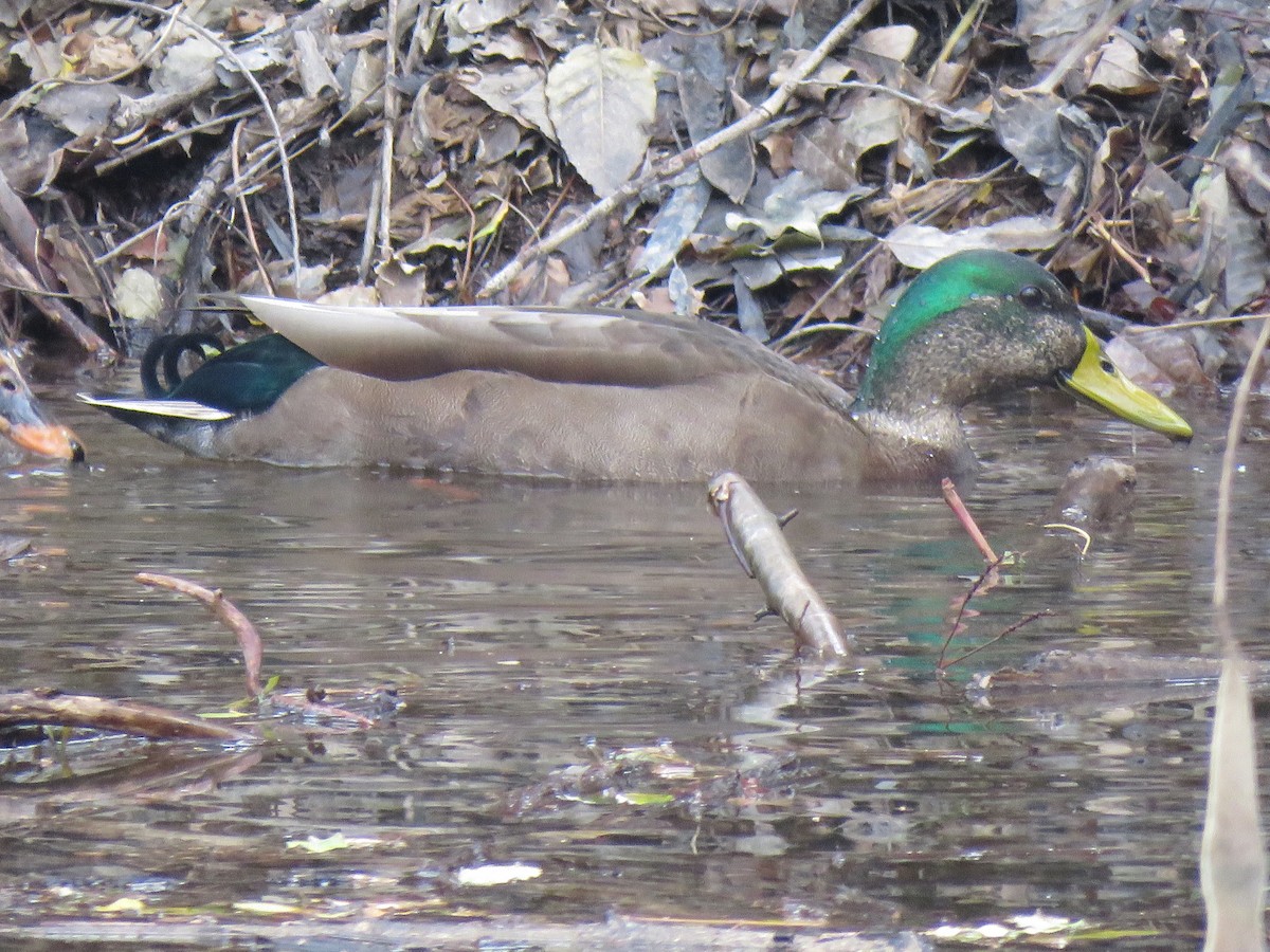 Mallard - Jean Ells