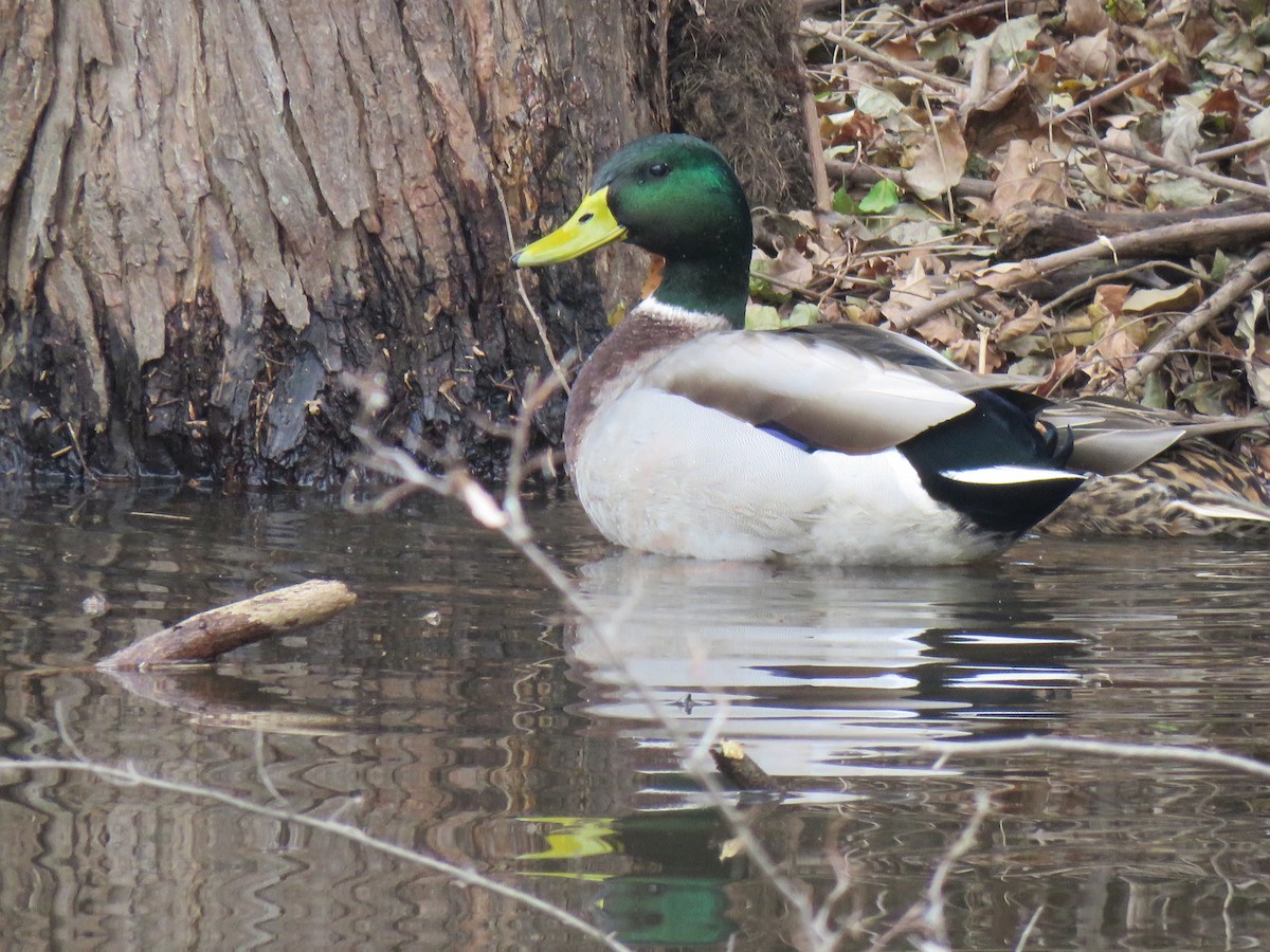 Mallard - ML512471111