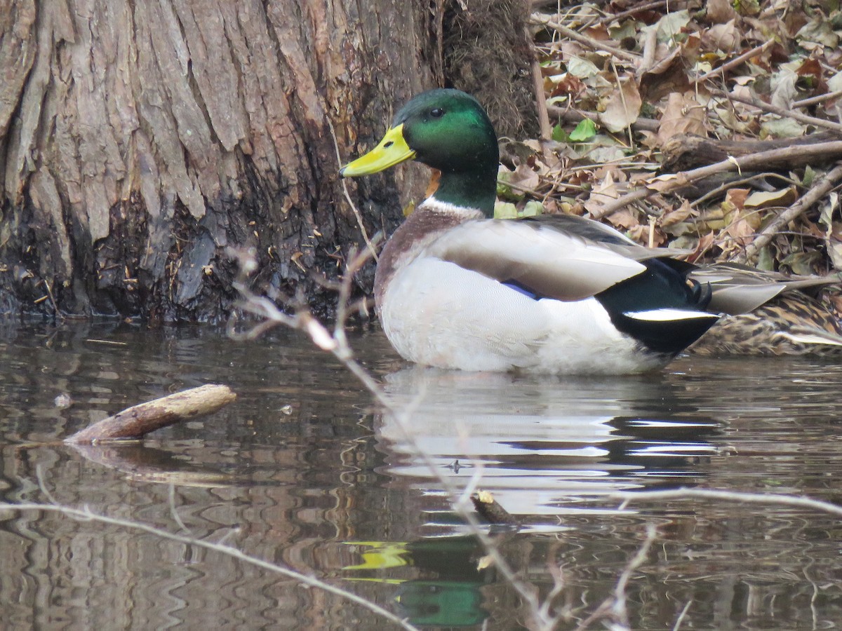 Mallard - Jean Ells