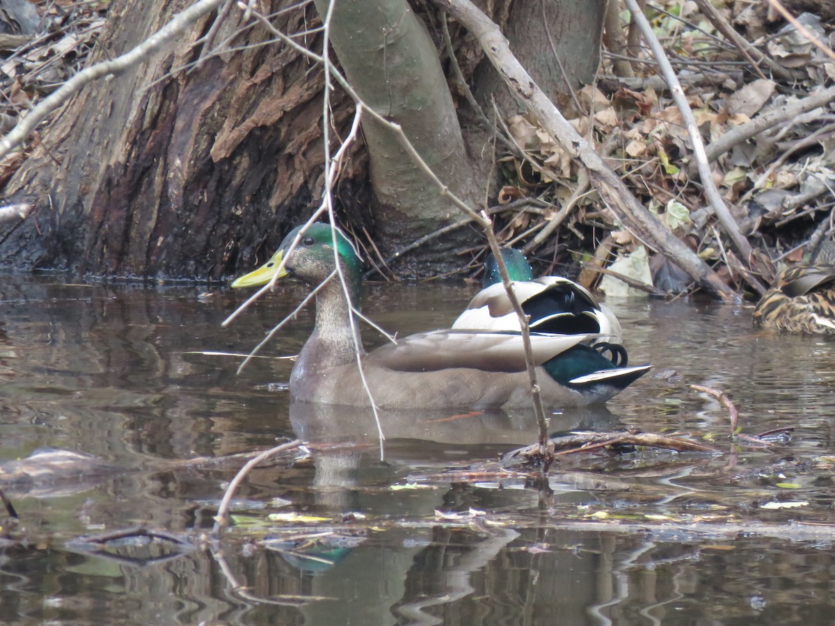 Mallard - Jean Ells