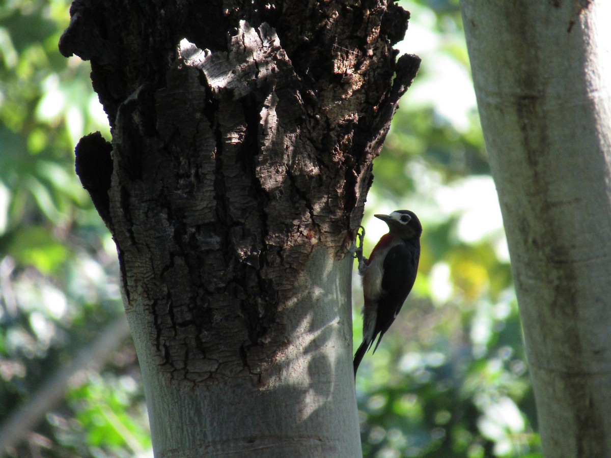 Puerto Rican Woodpecker - ML512471321