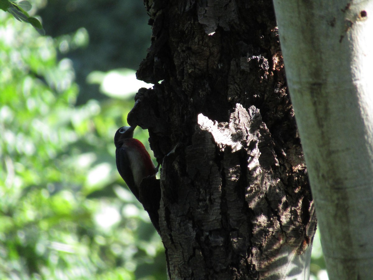 Puerto Rican Woodpecker - ML512471331