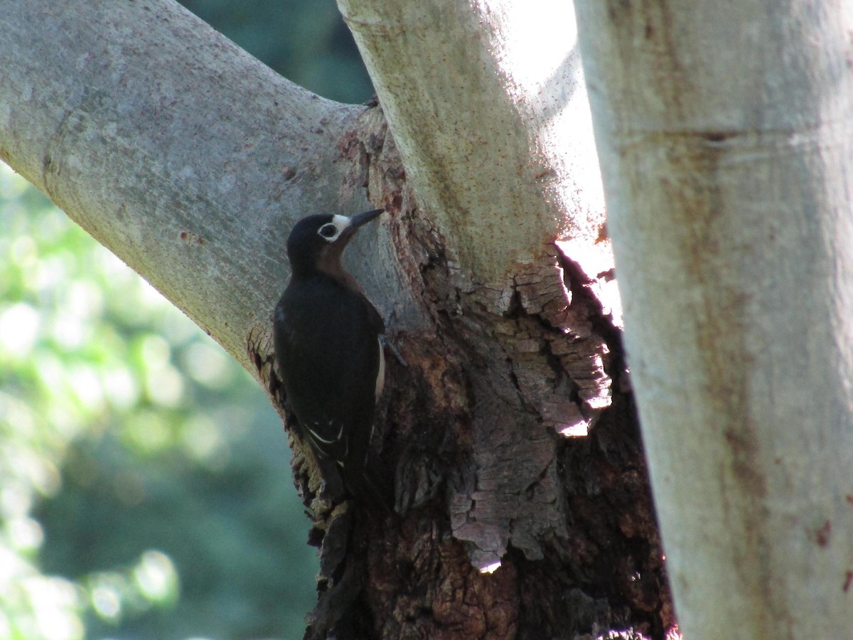 Puerto Rican Woodpecker - ML512471341