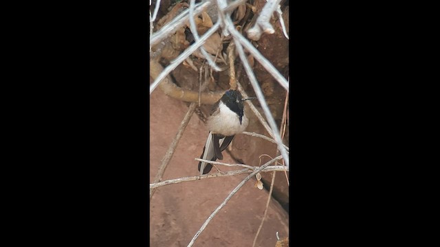 Colibrí Noble Oriental - ML512471981