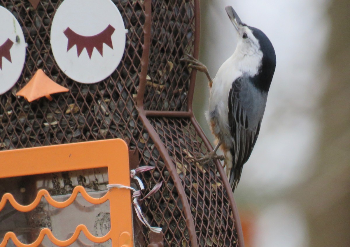 White-breasted Nuthatch - ML512472301