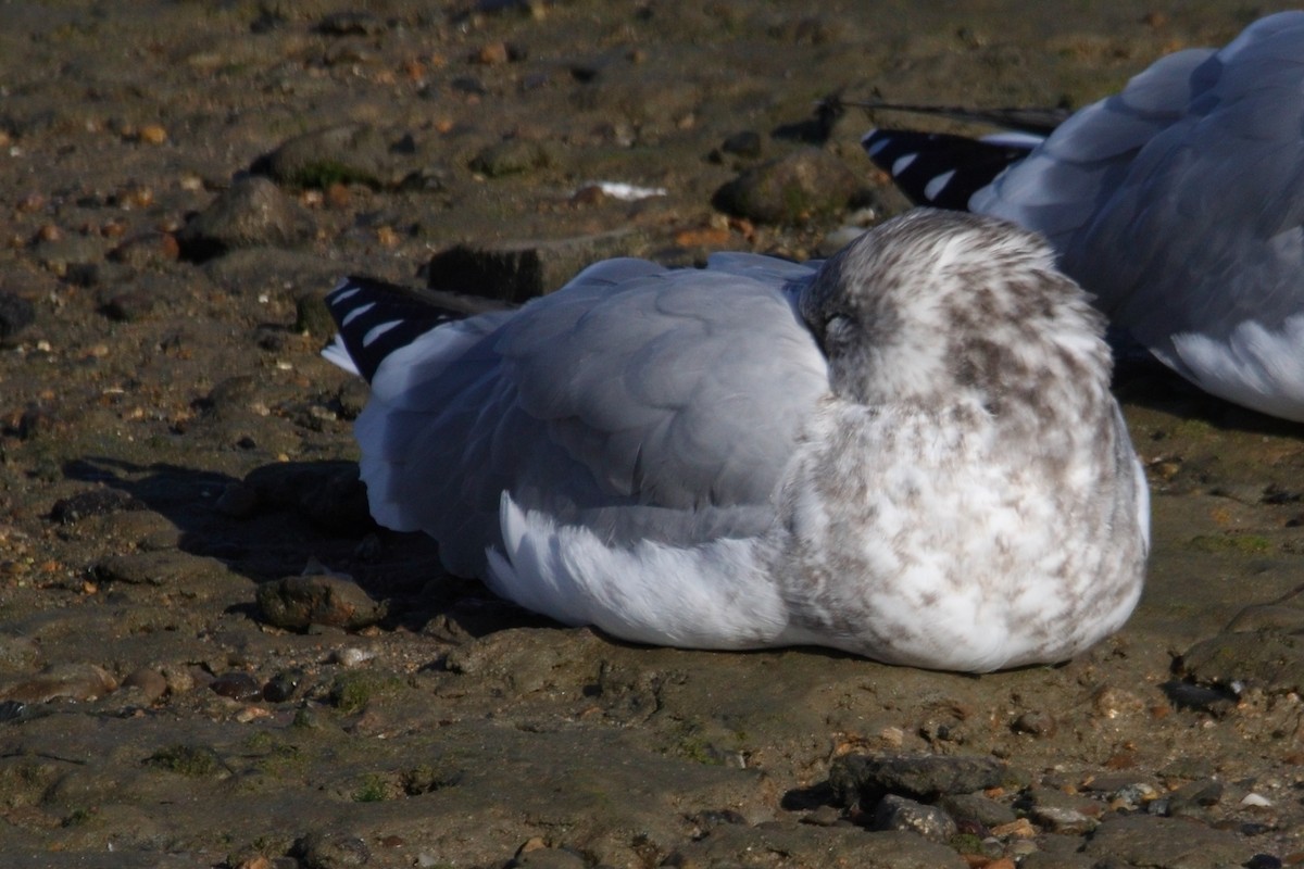 goéland sp. (Larus sp.) - ML512474091