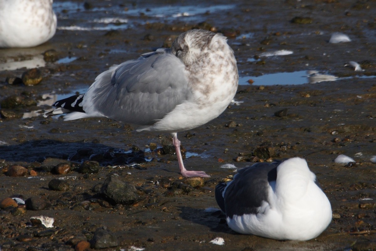 Gaviota (Larus) sp. - ML512474101