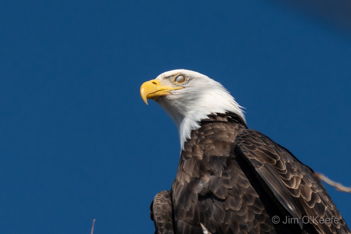 Bald Eagle - ML512474651