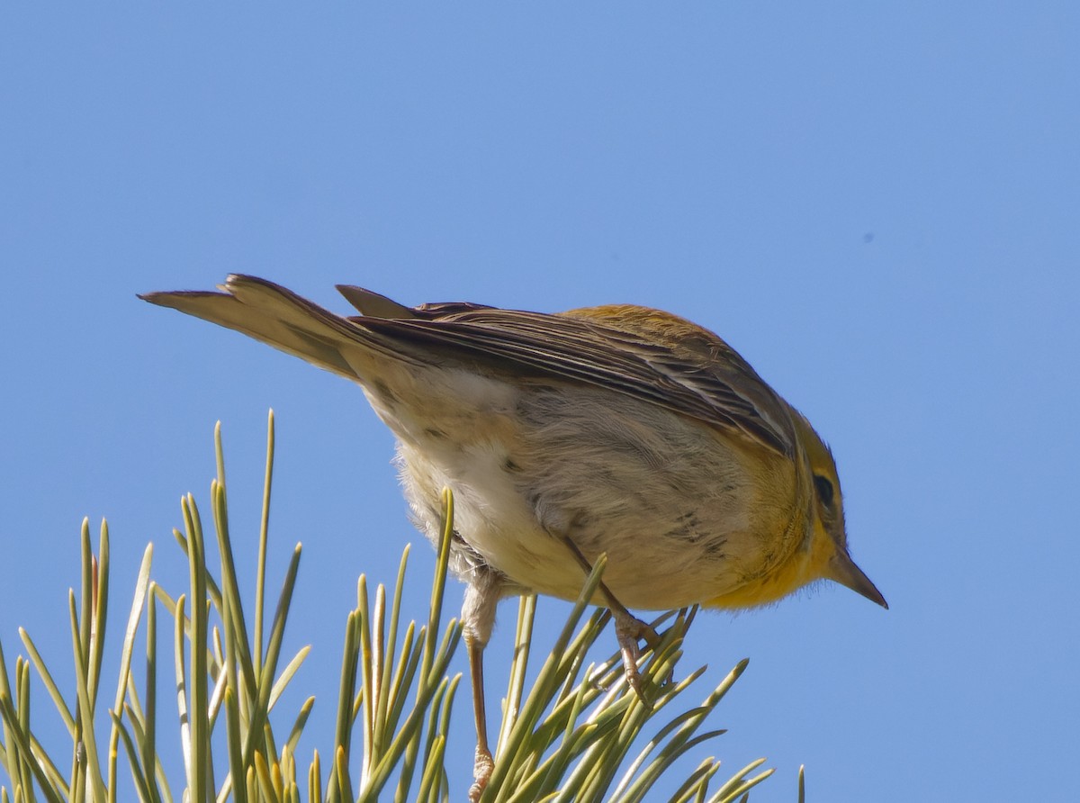 Pine Warbler - ML512474741