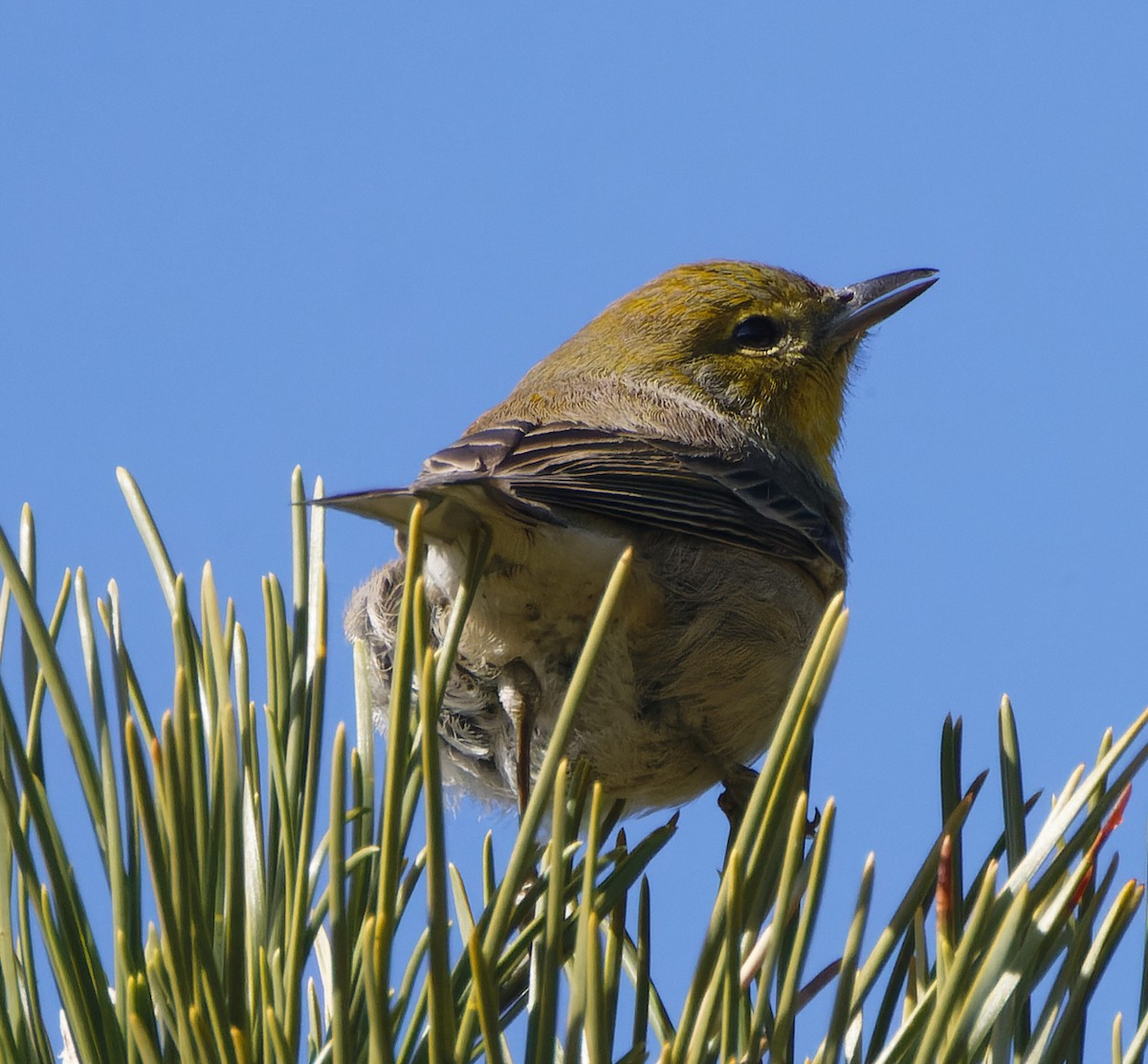 Pine Warbler - ML512474751