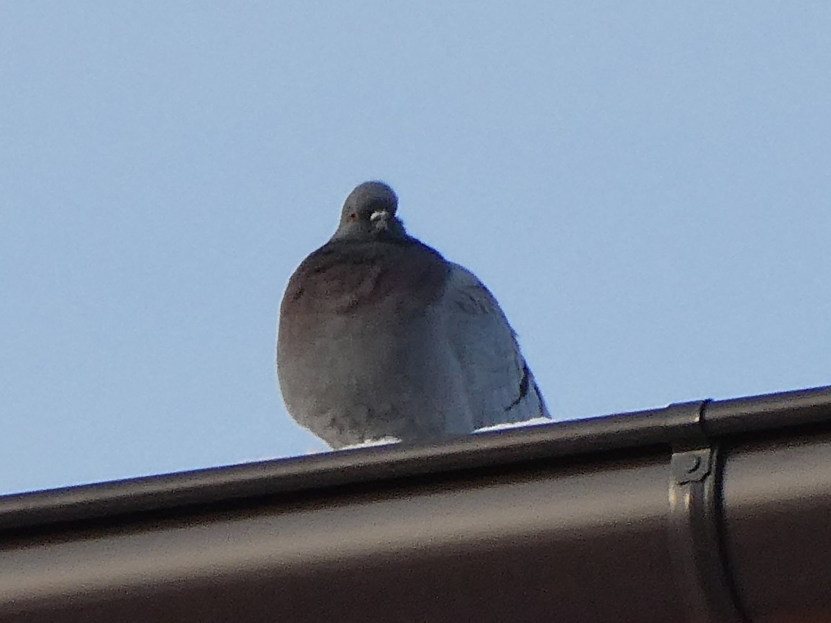 Rock Pigeon (Feral Pigeon) - ML512476381