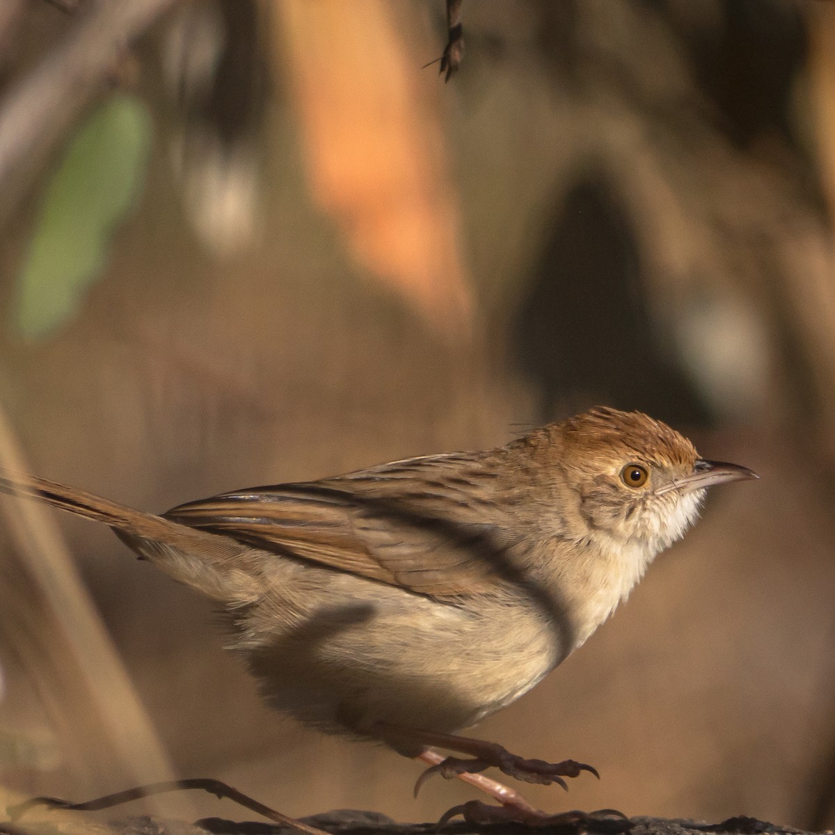 Rattling Cisticola - Qhelani Moyo