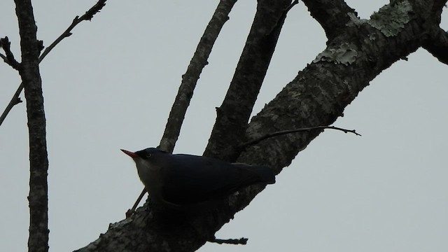 Velvet-fronted Nuthatch - ML512477201