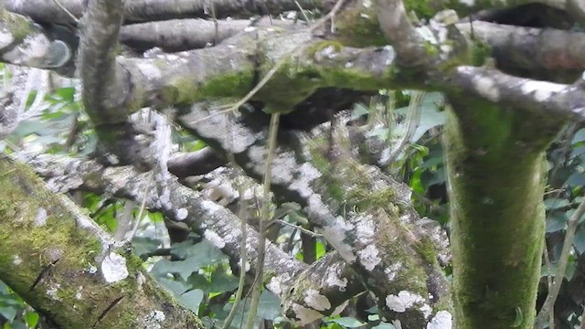 Velvet-fronted Nuthatch - ML512477571