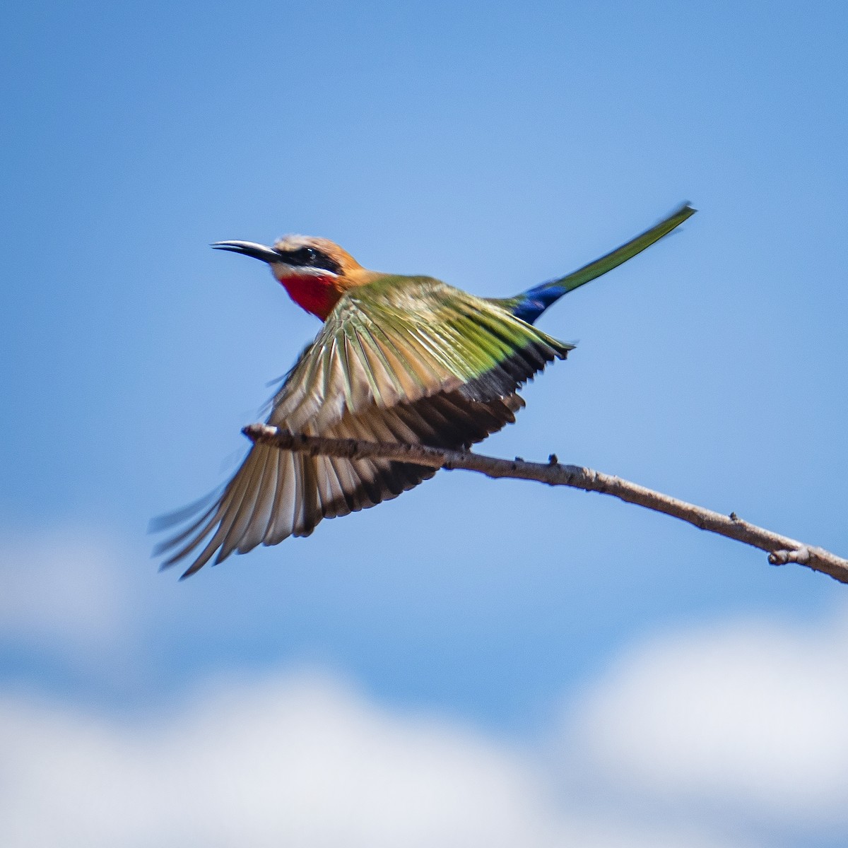 White-fronted Bee-eater - Qhelani Moyo