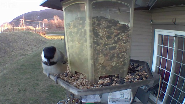 Black-capped Chickadee - ML512478431